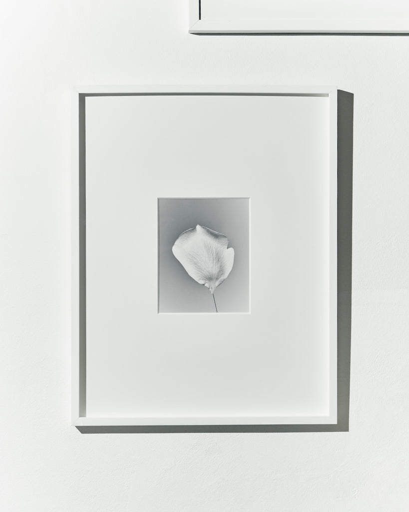 Vojtěch Veškrna – lísteček – černobílá fotografie detailu okvětního lístečku v paspartě a bílém rámu. Náhled.