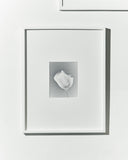 Vojtěch Veškrna – lísteček – černobílá fotografie detailu okvětního lístečku v paspartě a bílém rámu. Náhled.