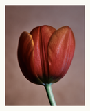 Vojtěch Veškrna – Flower series No.1 – fotografie detailu květu tulipánu. Náhled.