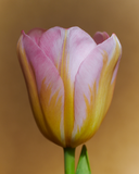 Vojtěch Veškrna – Flower series No.2 – fotografie detailu květu tulipánu. Náhled.