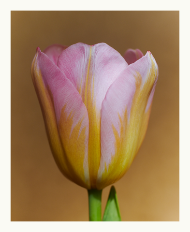 Vojtěch Veškrna – Flower series No.2 – fotografie detailu květu tulipán. Náhled.