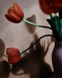 Vojtěch Veškrna – Flower series No.3 – fotografie tulipánů ve váze. Náhled.