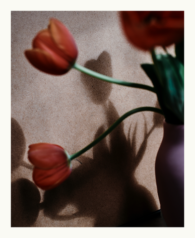 Vojtěch Veškrna – Flower series No.3 – fotografie tulipánů ve váze. Náhled.