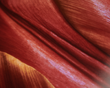Vojtěch Veškrna – Flower series No.1 – fotografie detailu květu tulipánu. Detail.