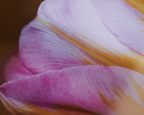 Vojtěch Veškrna – Flower series No.2 – fotografie detailu květu tulipánu. Detail.
