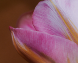 Vojtěch Veškrna – Flower series No.2 – fotografie detailu květu tulipánu. Detail.