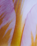 Vojtěch Veškrna – Flower series No.2 – fotografie detailu květu tulipánu. Detail.