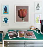 Vojtěch Veškrna – Flower series No.1 – fotografie detailu květu tulipánu v bílém rámu a větším formátu na zdi. Náhled.