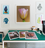 Vojtěch Veškrna – Flower series No.2 – fotografie detailu květu tulipánu v bílém rámu a větším formátu na zdi. Náhled.