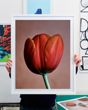 Vojtěch Veškrna – Flower series No.1 – fotografie detailu květu tulipánu v bílém rámu a menším formátu. Náhled.